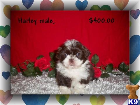 Shih Tzu Puppies